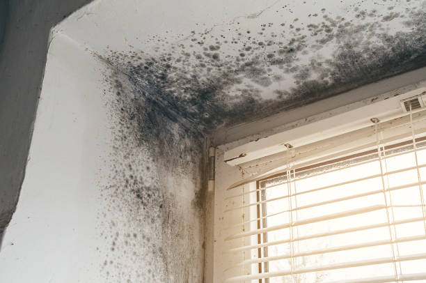 Affordable Mold Cleanup solutions in Newtown, PA
