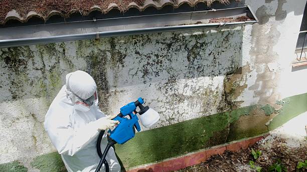 Top rated local Mold Cleanup specialists in Newtown, PA